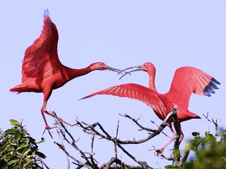 birds of kenya