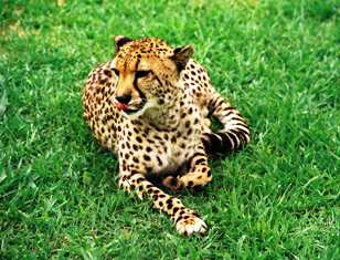 Cheetah in kenya