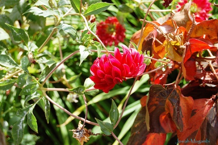 Flora and Fauna of Kenya