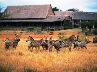 zebras arriving Kilaguni Serena Lodge