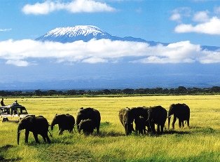 elephants of amboseli national park