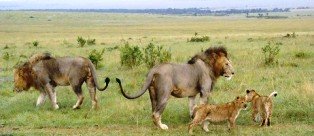 The Lions of Bisanadi National Reserve