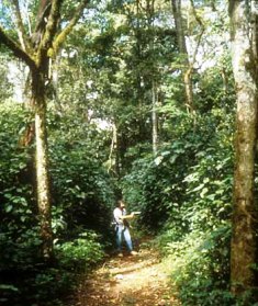 Kakamega Forest in Kenya