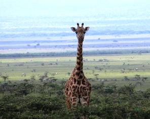 The Giraffe at Masai Mara National Reserve