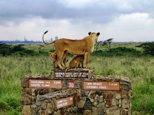 Nairobi National Park lion