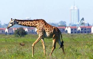 the giraffe of  Nairobi National Park