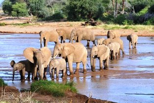 elephants of Samburu park crossing river ewaso