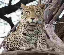 the leopard on kenya safari to samburu national park