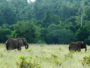 the elephants of shimba hills