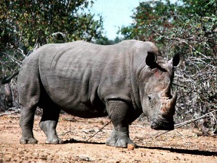 White Rhino.