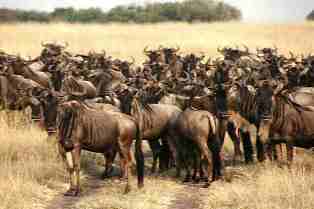 Nature Wildlife Photography - Kenya Safari