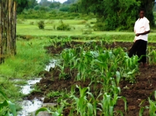 good  climate for growing maize