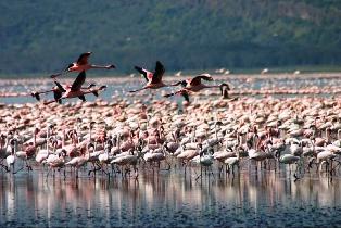 Lake Nakuru National Park.