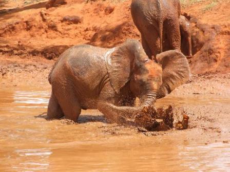 animals seen in tsavo park