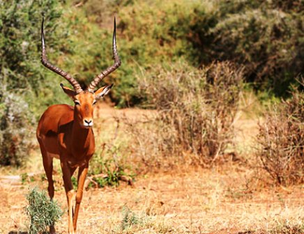 Kisumu Impala Sanctuary