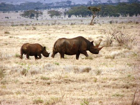 The Rhinos of Laikipia Game Reserve