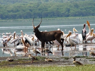 Lake Baringo