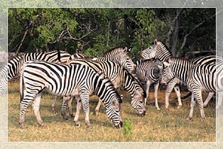 zebras of Lake Mburo National Park in Uganda