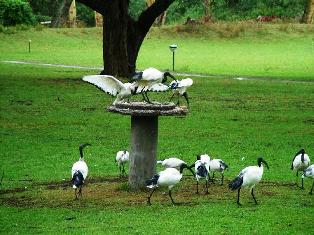 Lake Naivasha Country Club bird sanctuary