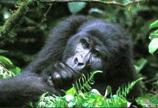 gorilla safari accommodation in Uganda