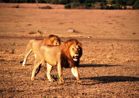 The lion of Masai Mara game reserve in Kenya