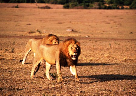 the lions of Masai Mara National Reserve