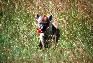 the hynas of  Mikumi National Park