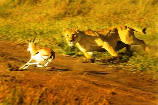 Ruaha and Mikumi National Parks