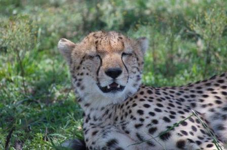 leopards of masai mara at richards camp