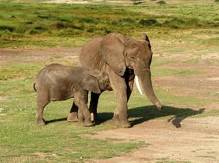 Ndutu Conservation Area