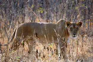 Ruaha animals