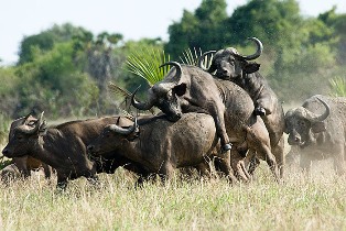 Saadani National Park in Tanzania