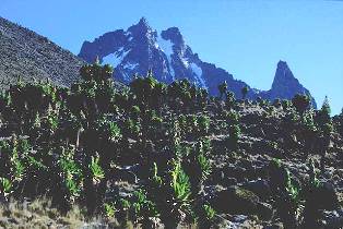 the vegetation of Mount Kenya