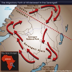 Serengeti Wildebeest Migration Map