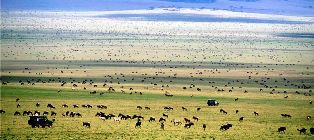 Wildebeest Migration in Masai Mara Game
