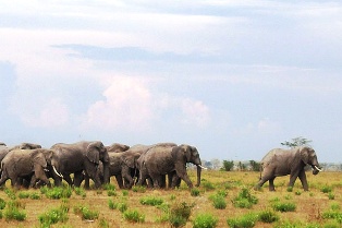 Kenya African Elephant