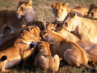 Lions spend a good deal of the day sleeping or dozin