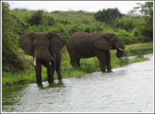 Kenya’s wildlife attracts