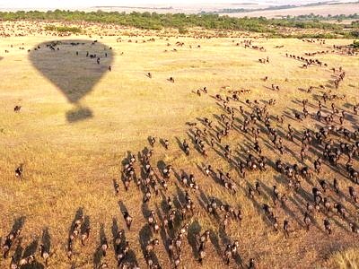 wildebeest migration