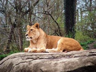 Simba the lion, king of african jungle