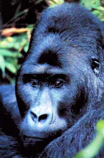 gorilla safaris in uganda and rwanda