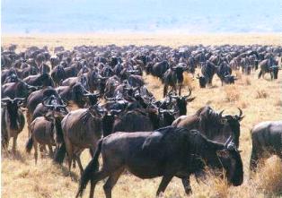Wildlife in Kenya