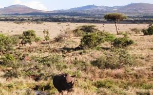 Buffalo Springs And Shaba National Reserve