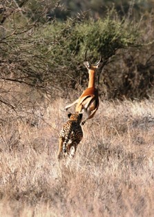 The Leopard Huntin in Buffalo Springs And Shaba National Reserve