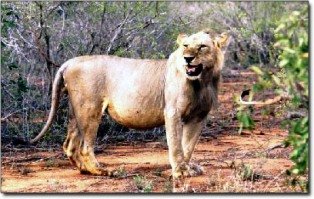 the simba of tsavo national park kenya