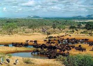 Animals at Watering Well of Tsavo West National Park