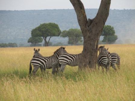 Nairobi national park